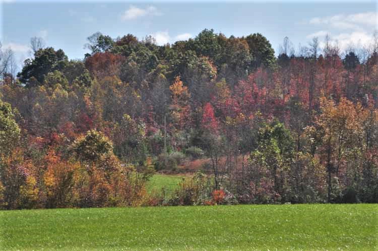 trees in fall colors